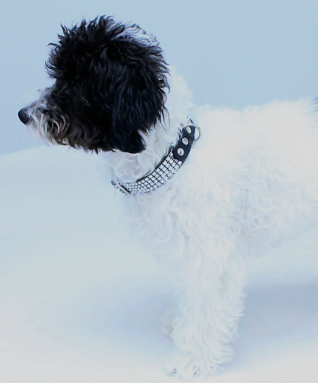 Crystal Leather Dog Collar #DC2402CRY - Image 5