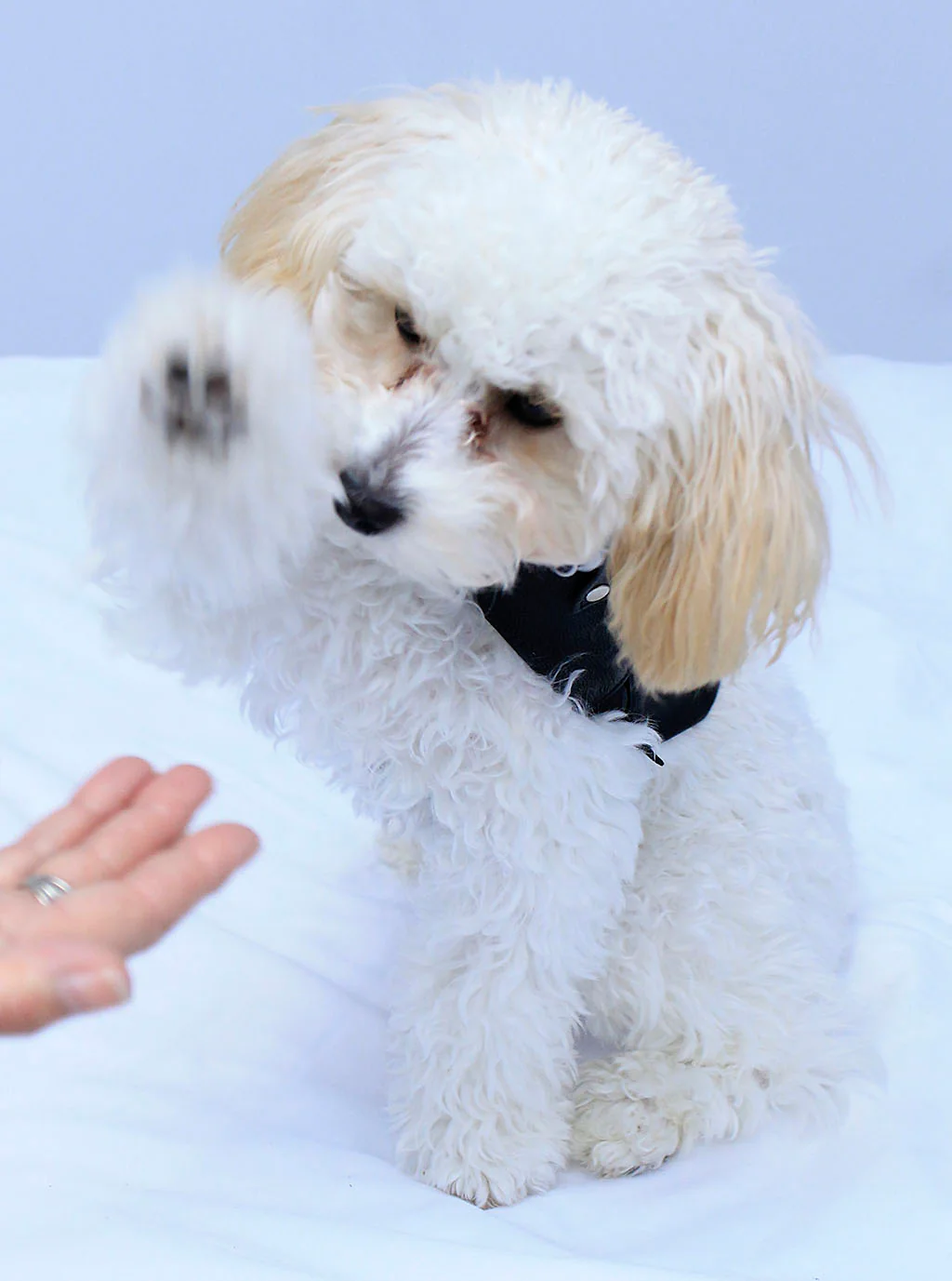 Doggie Fringed Genuine Leather Coat - Handmade in USA #DC2402FCK - Image 4