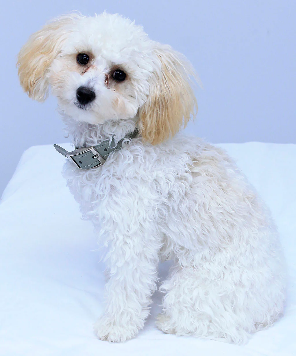 Gray Leather Dog Collar #DC24103GY - Image 4