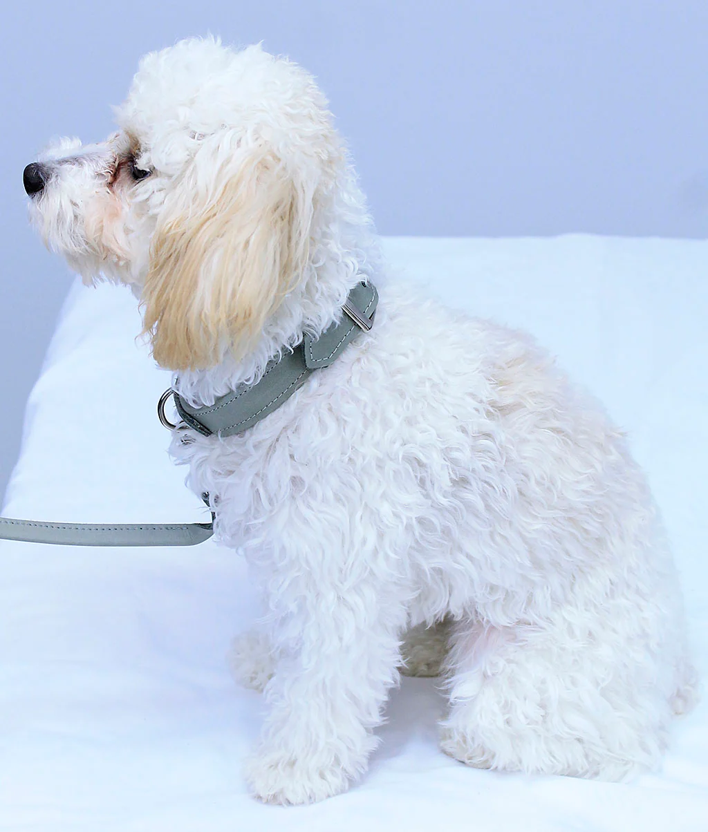 Gray Leather Dog Collar #DC24103GY - Image 6