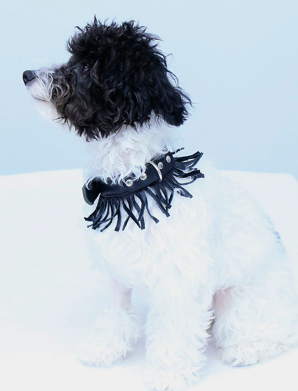 Leather Dog Collar with Fringe #DC24030FK - Image 6