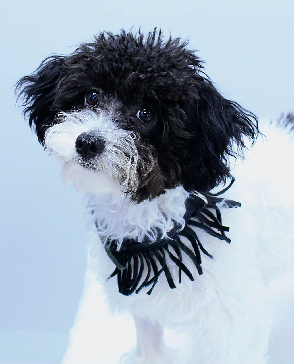 Leather Dog Collar with Fringe #DC24030FK - Image 7