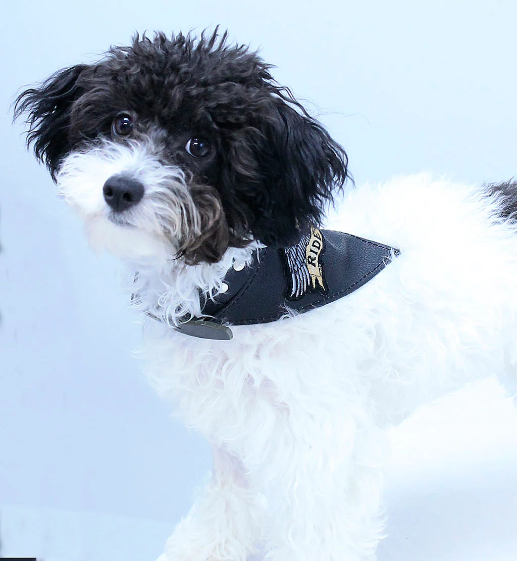 Leather Scarf for Dog Collars Plain or Patch #DCA24050S - Image 5