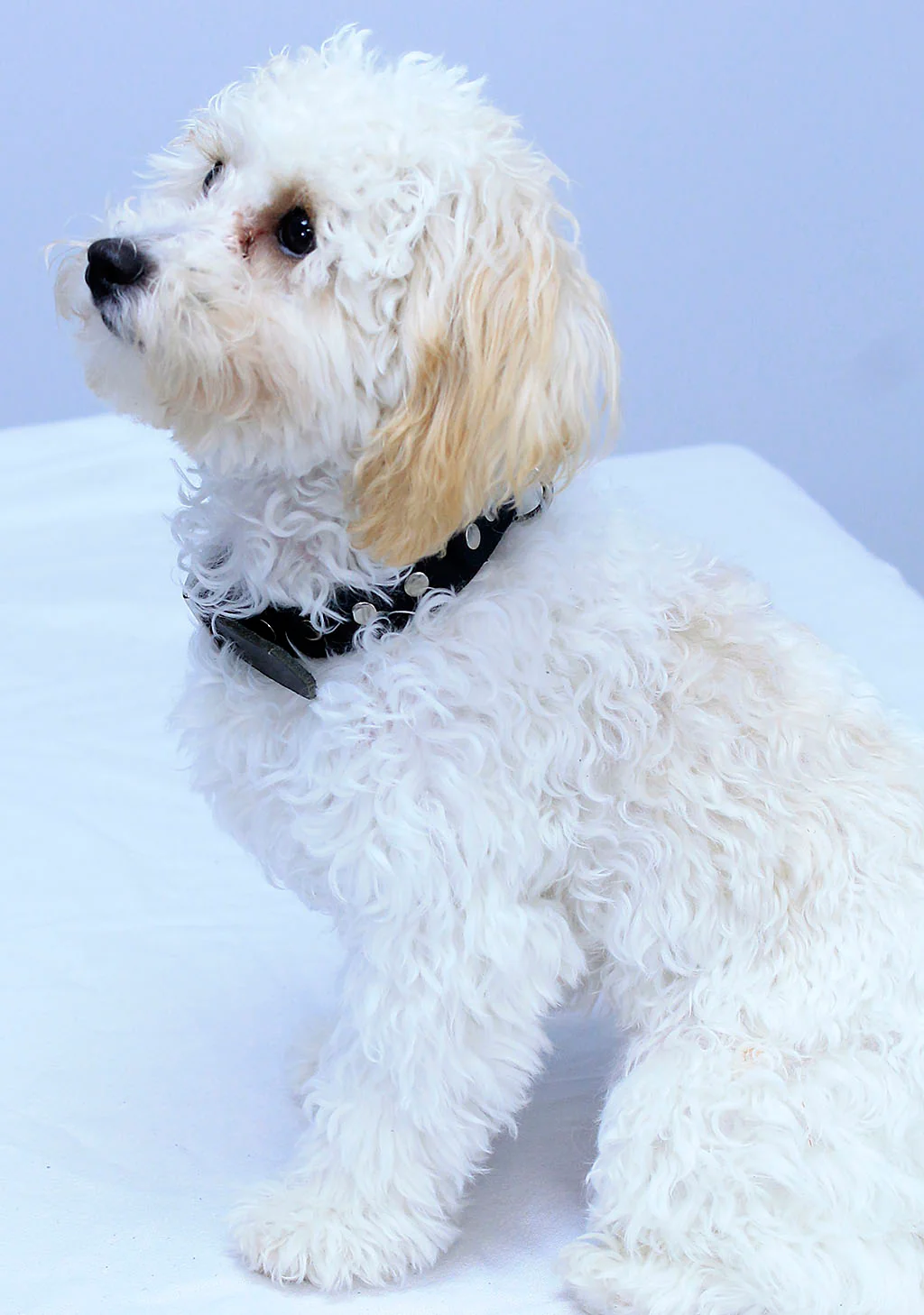 Studded Leather Dog Collar #DC24010RK - Image 3