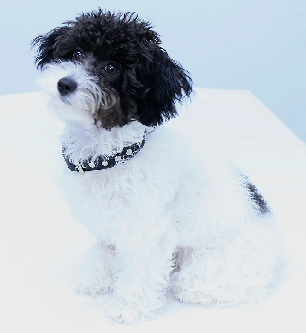 Studded Leather Dog Collar #DC24010RK - Image 6