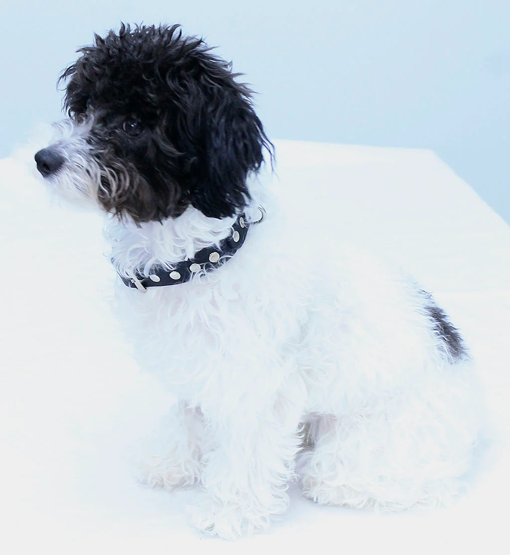 Studded Leather Dog Collar #DC24010RK - Image 7